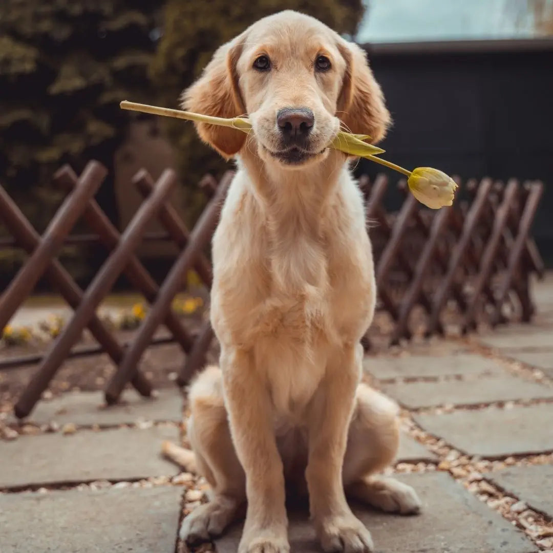 Essentials for Every Pet