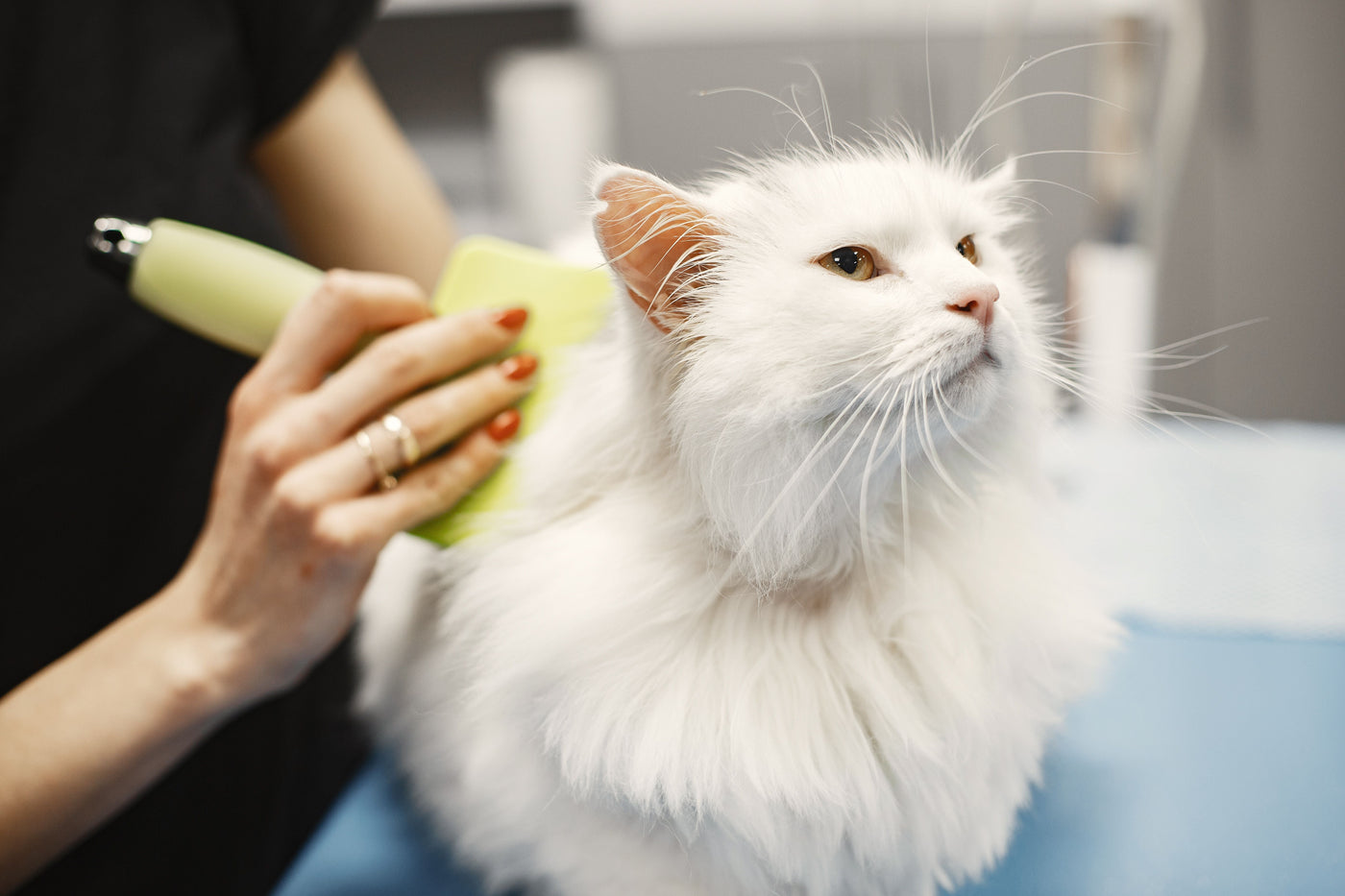 Grooming & Cleaning