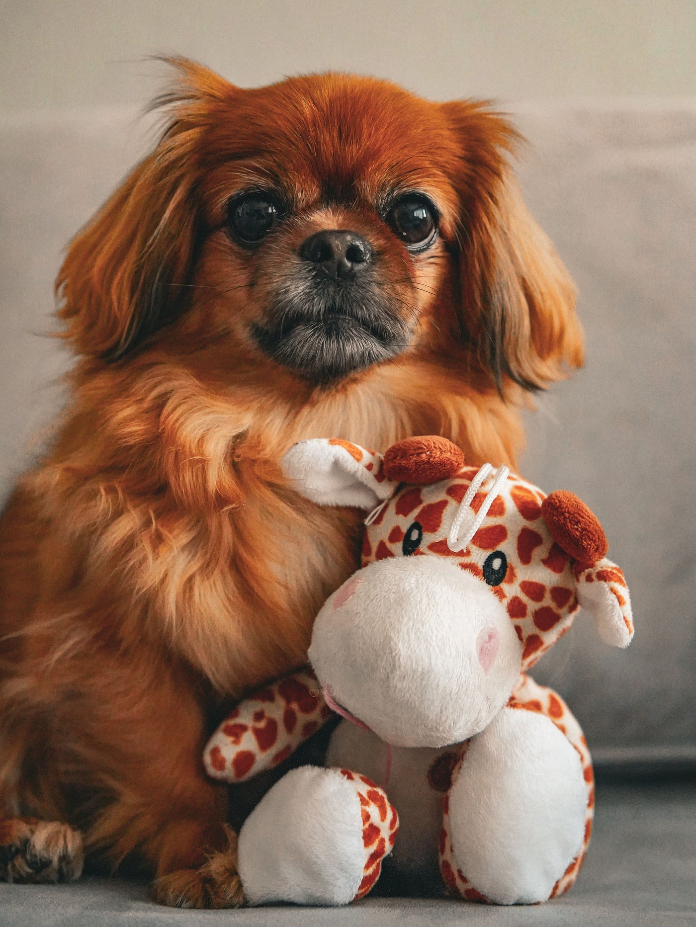 Toys & Enrichment