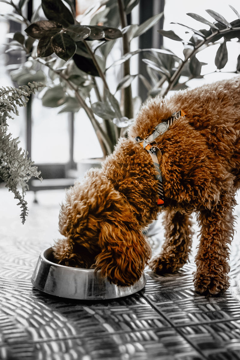 Feeding & Hydration