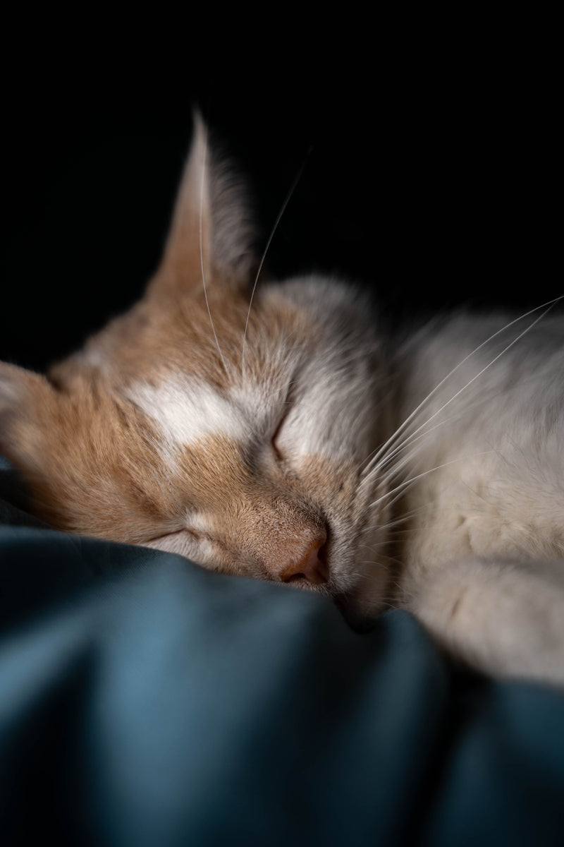 Beds & Comfort